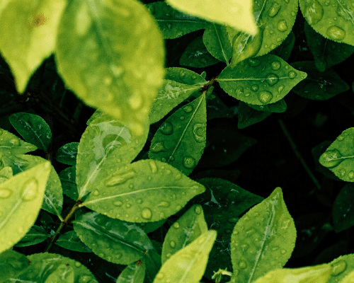 wet leaves header image